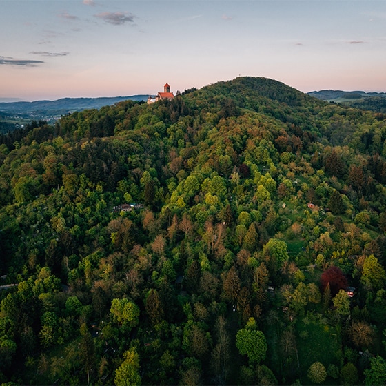 Ein grüner Wald bei Sonnenuntergang symbolisiert die ESG konforme Unternehmensführung bei der Atalanta Group